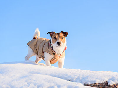 Dog Apparel Trends